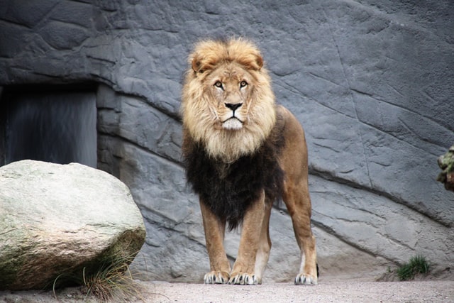 attività allo zoo Leone