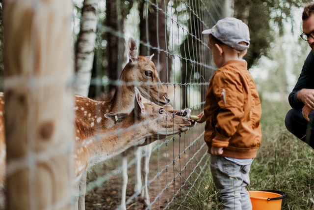 dare da mangiare agli animali festa a tema zoo