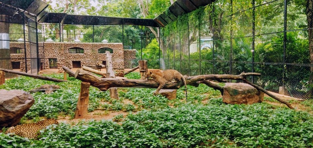 Foto di esempio zoo