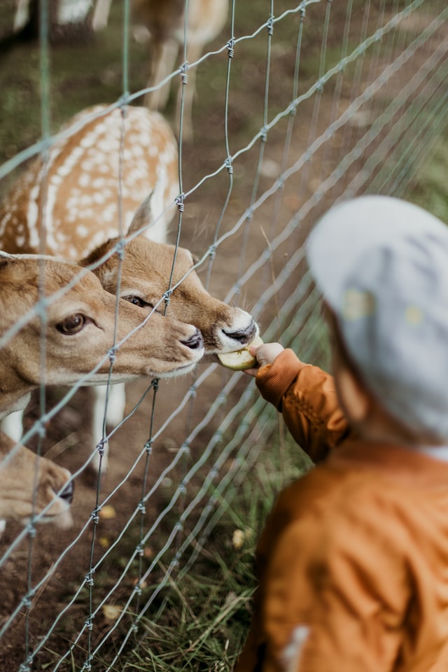 Bambino allo zoo che dà da mangiare a due cerbiatti