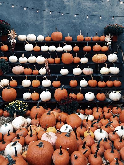 scelta zucca di halloween
